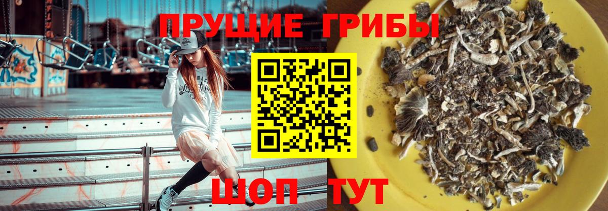 Кингисепп  Галлюциногенные грибы мицелий  Вход с VPN 