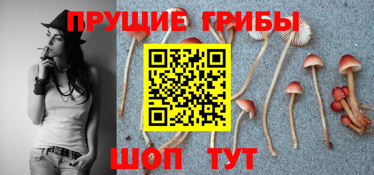 Псилоцибиновые грибы мухоморы Кингисепп
